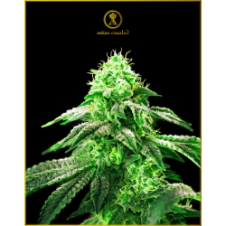 Nasiona marihuany Hypnotic od Anaconda w seedfarm.pl