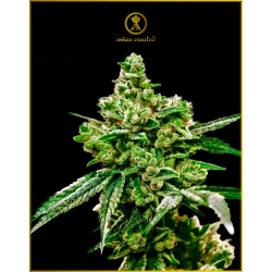 Nasiona marihuany White Widow od Anaconda w seedfarm.pl