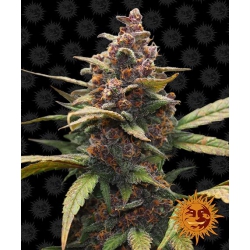Nasiona marihuany Ayahuasca Purple od Barney's Farm w seedfarm.pl