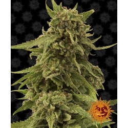 Nasiona marihuany CBD Critical Cure od Barney's Farm w seedfarm.pl