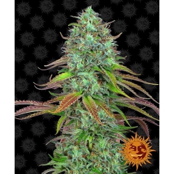 Nasiona marihuany Auto LSD od Barney's Farm z seedfarm.pl