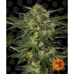 Nasiona marihuany LSD od Barney's Farm z seedfarm.pl
