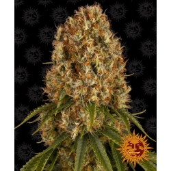 Nasiona marihuany Orange Sherbert od Barney's Farm z seedfarm.pl