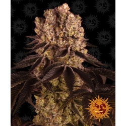 Nasiona marihuany Purple Punch od Barney's Farm z seedfarm.pl