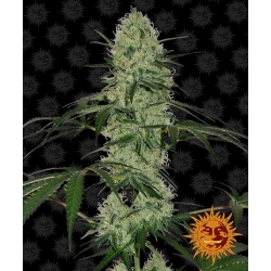 Nasiona marihuany Auto Tangerine Dream od Barney's Farm w seedfarm.pl