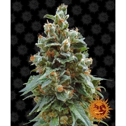 Nasiona marihuany Vanilla Kush od Barney's Farm z seedfarm.pl