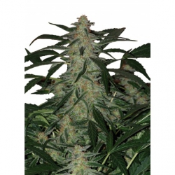Nasiona marihuany Auto Demios od Buddha Seeds z seedfarm.pl