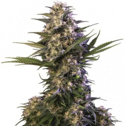 Nasiona marihuany Kraken od Buddha Seeds z seedfarm.pl