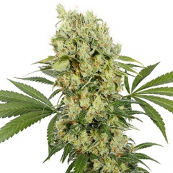 Nasiona marihuany Auto Medikit CBD od Buddha Seeds w seedfarm.pl