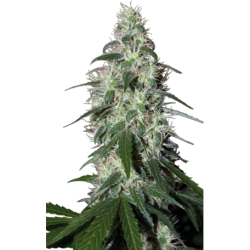 Nasiona marihuany Pulsar od Buddha Seeds w seedfarm.pl