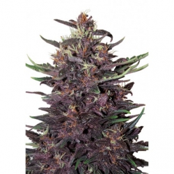Nasiona marihuany Auto Purple Kush od Buddha Seeds w seedfarm.pl