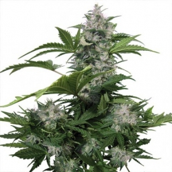 Nasiona marihuany Auto White Dwarf od Buddha Seeds z seedfarm.pl