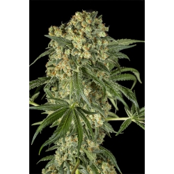 Nasiona marihuany Big Kush od Dinafem  w seedfarm.pl