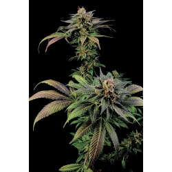 Nasiona marihuany Blue Widow od Dinafem  w seedfarm.pl