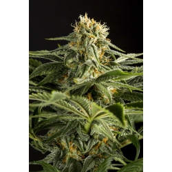 Nasiona marihuany California Hash Plant od Dinafem w seedfarm.pl