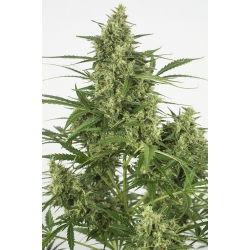 Nasiona marihuany Critical +2.0 od Dinafem w seedfarm.pl