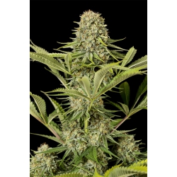 Nasiona marihuany Critical Jack od Dinafem w seedfarm.pl