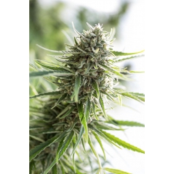 Nasiona marihuany Critical Mass CBD od Dinafem w seedfarm.pl