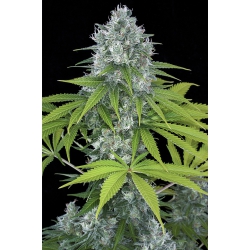 Nasiona marihuany Power Kush od Dinafem w seedfarm.pl
