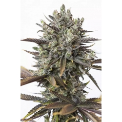 Nasiona marihuany Purple Orange CBD od Dinafem w seedfarm.pl