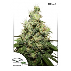 Nasiona marihuany medyczne CBD Kush od Dutch Passion w seedfarm.pl