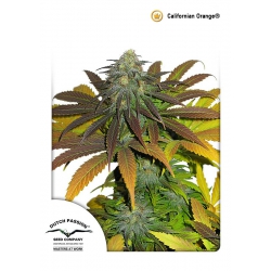 Nasiona marihuany Californian Orange od Dutch Passion w seedfarm.pl