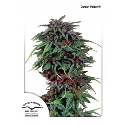 Nasiona marihuany Durban Poison od Dutch Passion w seedfarm.pl
