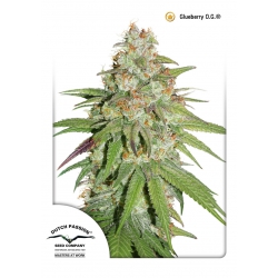 Nasiona marihuany Glueberry OG od Dutch Passion w seedfarm.pl