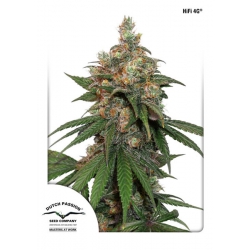 Nasiona marihuany HiFi 4G od Dutch Passion w seedfarm.pl