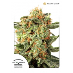 Nasiona marihuany Orange Hill Special od Dutch Passion w seedfarm.pl