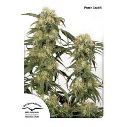 Nasiona marihuany Pamir Gold od Dutch Passion w seedfarm.pl