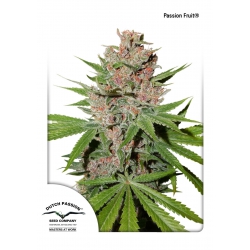 Nasiona marihuany Passion Fruit od Dutch Passion w seedfarm.pl