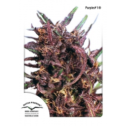 Nasiona marihuany Purple 1 od Dutch Passion w seedfarm.pl