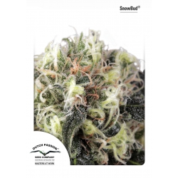 Nasiona marihuany Snow Bud od Dutch Passion w seedfarm.pl