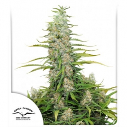 Nasiona marihuany C-Vibez od Dutch Passion w seedfarm.pl