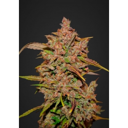 Nasiona marihuany Cristal METH Auto od FastBuds seedfarm.pl