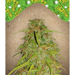 Nasiona marihuany Auto Speed Bud od Female Seeds w seedfarm.pl