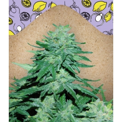 Nasiona marihuany Auto WW x BB od Female Seeds w seedfarm.pl
