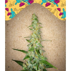 Nasiona marihuany Auto Kush od Female Seeds w seedfarm.pl