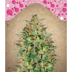 Nasiona marihuany BubbleGummer od Female Seeds w seedfarm.pl