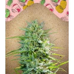 Nasiona marihuany C'99 od Female Seeds w seedfarm.pl