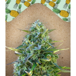 Nasiona marihuany Critical Sour od Female Seeds w seedfarm.pl