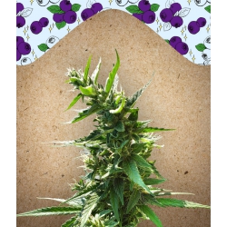 Nasiona marihuany Dream Berry od Female Seeds w seedfarm.pl