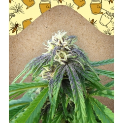 Nasiona marihuany Easy Sativa od Female Seeds w seedfarm.pl