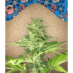 Nasiona marihuany ICED Grapefruit od Female Seeds w seedfarm.pl