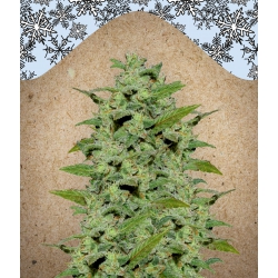 Nasiona marihuany ICE od Female Seeds w seedfarm.pl