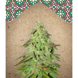 Nasiona marihuany Maroc od Female Seeds w seedfarm.pl