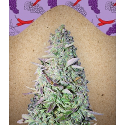 Nasiona marihuany Purple Maroc od Female Seeds w seedfarm.pl