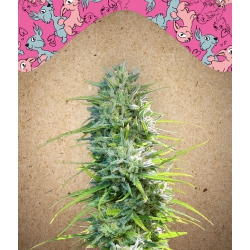 Nasiona marihuany SexBud od Female Seeds w seedfarm.pl