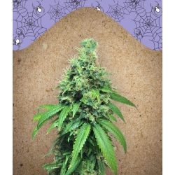 Nasiona marihuany WW x BB od Female Seeds w seedfarm.pl
